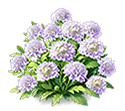 Purple Scabiosa — stage 3