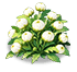 Cloud White Scabiosa — stage 2