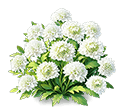Cloud White Scabiosa — stage 3