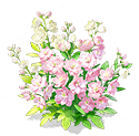 Light Pink Larkspur — stage 3