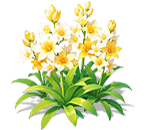 Pale Yellow Tuberose — stage 3