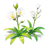 Jade White Tuberose — stage 2