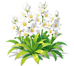 Jade White Tuberose — stage 3