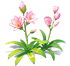 Rosy Pink Tuberose — stage 2