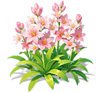 Rosy Pink Tuberose — stage 3