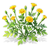 Vermilion-Yellow French Marigold — stage 2