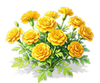 Vermilion-Yellow French Marigold — stage 3