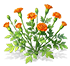 Bright Orange French Marigold — stage 2
