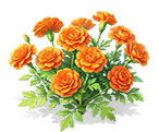Bright Orange French Marigold — stage 3