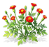 Crimson-Gold French Marigold — stage 2