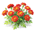 Crimson-Gold French Marigold — stage 3