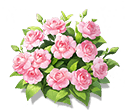 Soft Pink Impatiens — stage 3