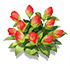 Red Crabapple Impatiens — stage 2