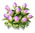 Smoky Purple Impatiens — stage 2