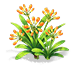 Blazing Glow Clivia — stage 2