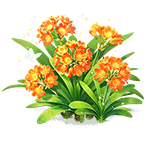 Blazing Glow Clivia — stage 3