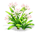 Cloud Blush Clivia — stage 2