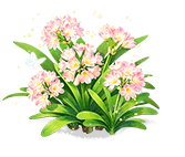 Cloud Blush Clivia — stage 3