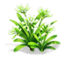 Emerald Mist Clivia — stage 2