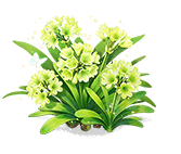 Emerald Mist Clivia — stage 3