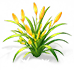 Orange Glow Daylily — stage 2