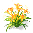 Orange Glow Daylily — stage 3