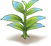 Pink Crown King Protea — stage 1