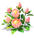 Pink Crown King Protea — stage 2