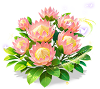 Pink Crown King Protea — stage 3