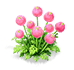 Blush Cloud Nigella — stage 2