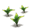 Peach Tide Rain Lily — stage 1