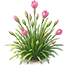 Peach Tide Rain Lily — stage 2