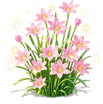 Peach Tide Rain Lily — stage 3