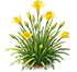 Dawn Rain Lily — stage 2