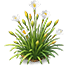 Frost Rain Lily — stage 2