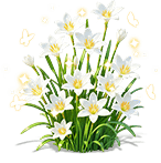 Frost Rain Lily — stage 3