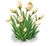 Snow Feast Narcissus — stage 2