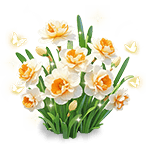Snow Feast Narcissus — stage 3