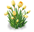 Warm Orange Narcissus — stage 2