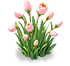 Peach Canopy Narcissus — stage 2