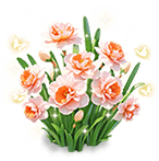 Peach Canopy Narcissus — stage 3