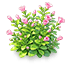 Peach Velvet Calibrachoa — stage 2