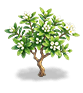 Alabaster Daphne — stage 2