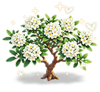Alabaster Daphne — stage 3