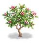 Peach Crimson Daphne — stage 2
