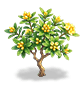 Honeyed Daphne — stage 2
