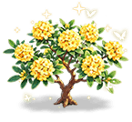 Honeyed Daphne — stage 3