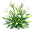 Pure Snow Peruvian-lily — stage 2