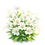 Pure Snow Peruvian-lily — stage 3