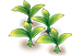 Sunny Pomelo Peruvian-lily — stage 1